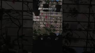#foryou #japan #viralvideo #mood #beautiful #paceful #wow