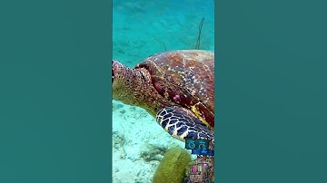 The Living Armor of Turtles #didyouknow #education #fact #new #animals #turtle #armor