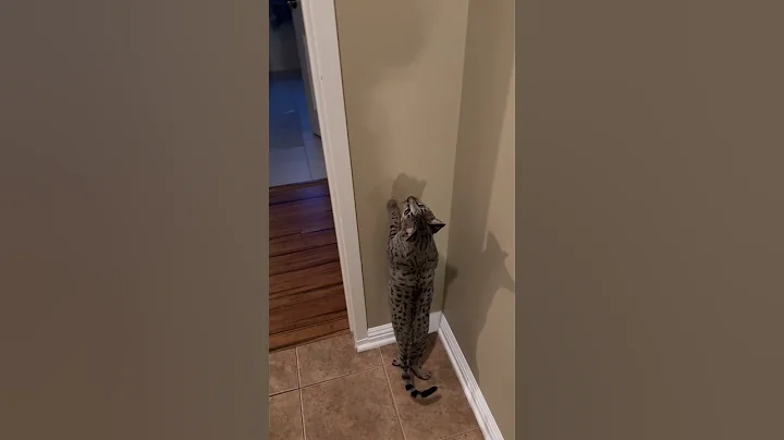 Video 7584601: pets meow catmeowing, cat meow pets, cats savannahcats cute