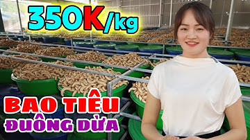 Hỗ Trợ Giống 1 1, Bao Tiêu Trọn Gói – Cơ Hội Làm Giàu Từ Nuôi Đuông Dừa