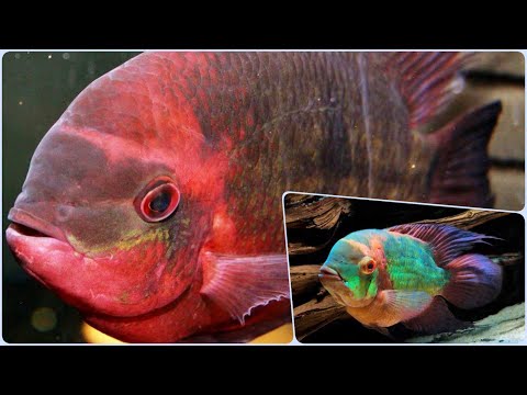 Красивая Цихлазома Винная Бражник. Содержание в аквариуме, разведение и совместимость с рыбками