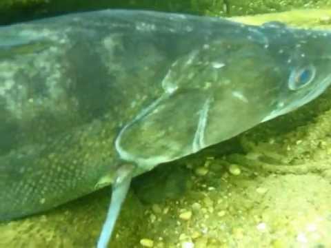Les Plus Gros Poissons Deau Douces Gros Carnassiers En Particulier Europe