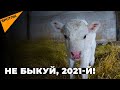 Белый бык из Казахстана: что ждать от символа года