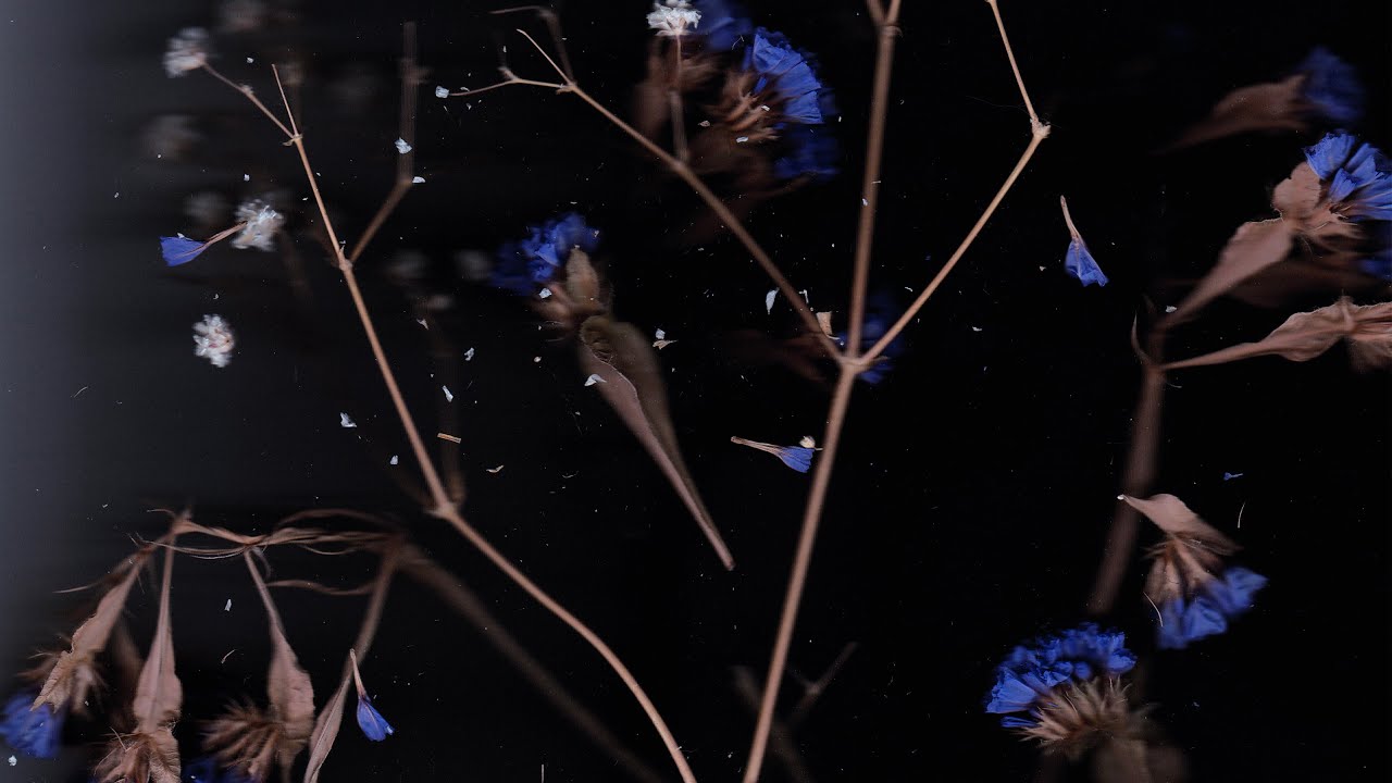 Lia Kuri & Thomas White - Stardust (Full EP Stream) adlı videoyu YouTube'da izle Lia Kuri & Thomas White - Stardust (Full EP Stream) adlı videoyu YouTube'da izle