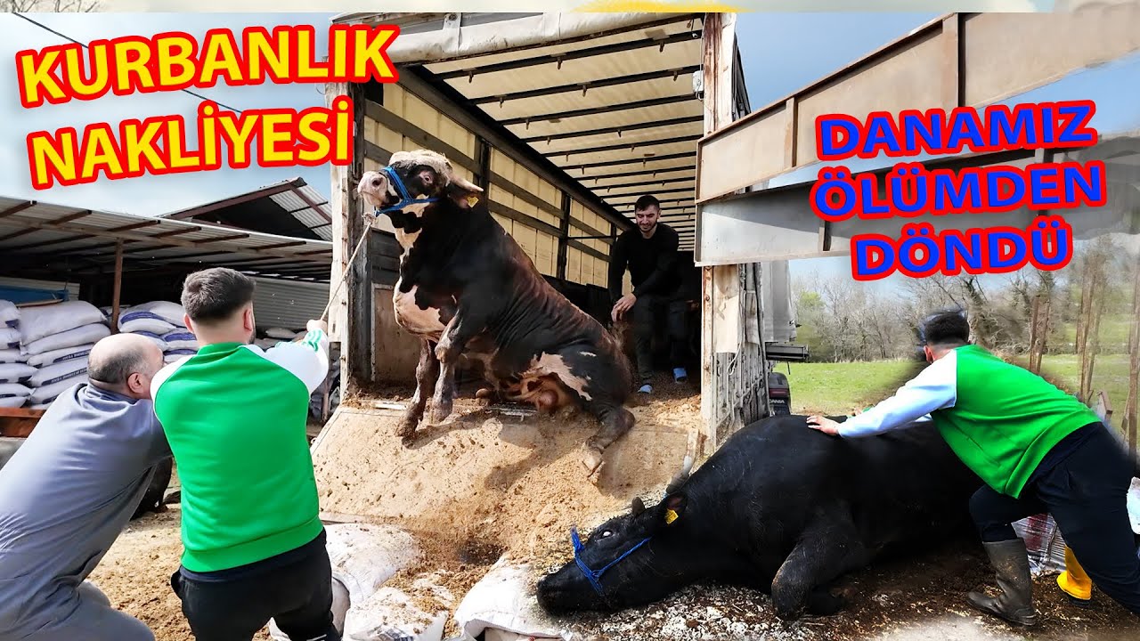 KURBANLIK NAKLİYESİ / SİYAH DANA ÖLÜMDEN DÖNDÜ 2025