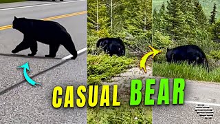 Bear Casually Crossing the Road