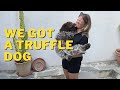 We Got a Dog! Plus Exploring Langhe &amp; Wine Tasting - Italian Farmhouse Renovation &amp; DIY Restoration