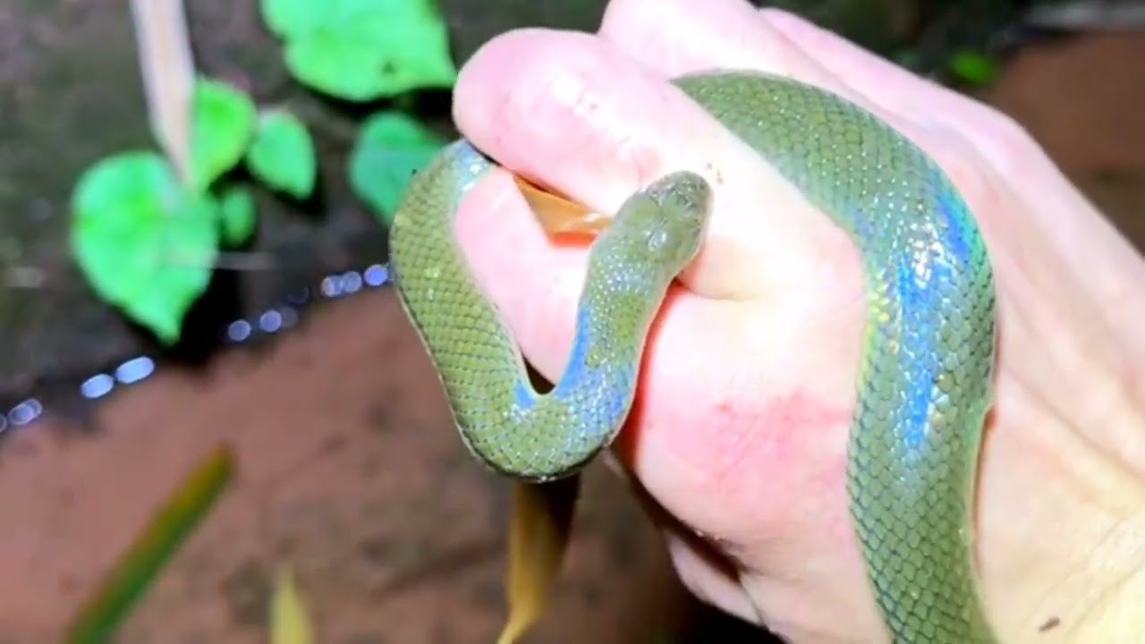 Night Hunting for Eels & Snakes… Got Bitten by a Snake as Thick as My Arm!