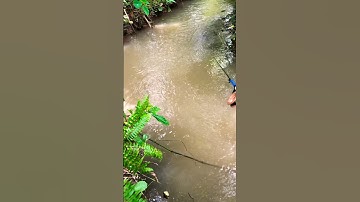 Mancing ikan wader #mancing #fishing #shorts