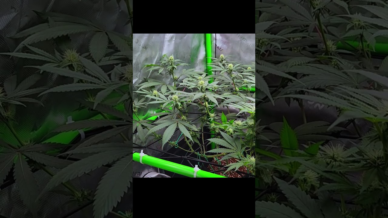 Flower - End of Week 3 ❄️⋆⁺₊❅.