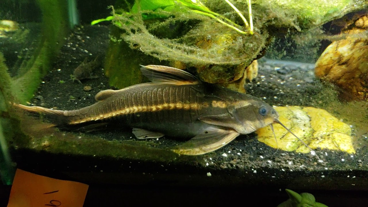 Striped Raphael Catfish