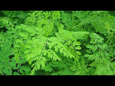 The numerous benefits derived from the Moringa tree