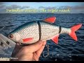 Swimbait chronicles: How i made  the triple roach soft swimbait