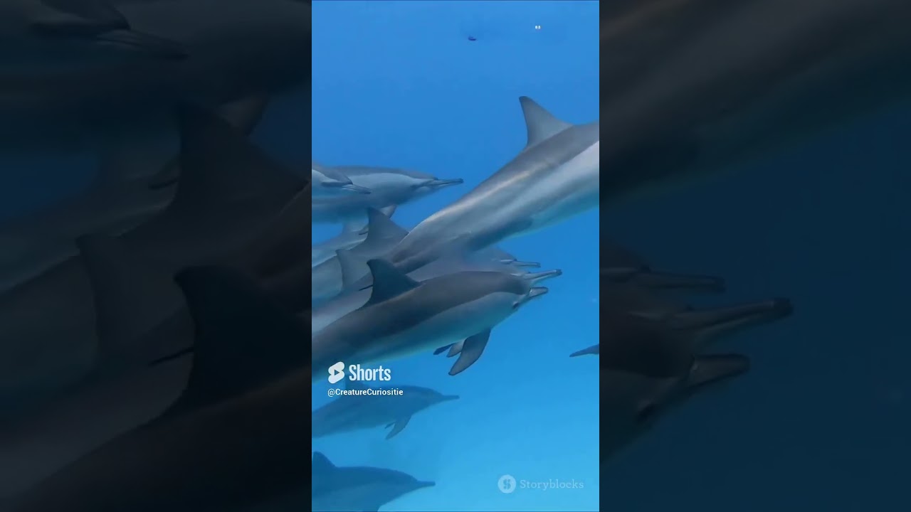 Awesome dolphin facts you didn't know! 