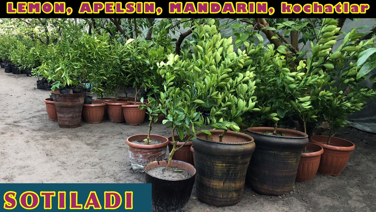 LEMON 🍋 APELSIN🍊 MANDARIN🍊 kochatlar sotiladi va ekib beramiz ☎️ +998 90-306-04-24