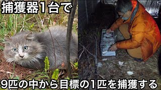 保護して飼いたい野良猫の捕獲。に行ったら凄い事が起きました by プロ アニマルレスキュー隊 102,509 views 2 years ago 13 minutes, 32 seconds