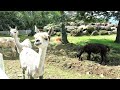那須アルパカ牧場　写真でダイジェスト！！
