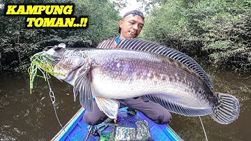 BIG FISH ‼️ MANCING IKAN TOMAN DI SPOT INI WAJIB WASPADA TOMAN MONSTER MENUNGGU !!!