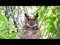 jacurutu (Bubo virginianus) vocalizando