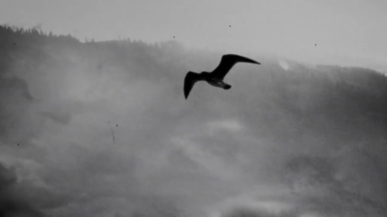 LERA LYNN // MY LEAST FAVORITE LIFE [Official Lyric Video]