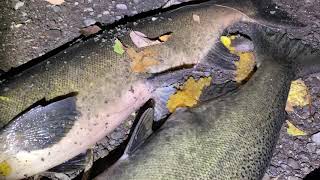 Рыбалка На Лосося В Штате Нью Йорк. Пуласки. Fishing On The Salmon River. Ny. Pulaski.