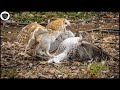 15 Times Owls Skillful Hunting Blow Makes The Eagle Respect