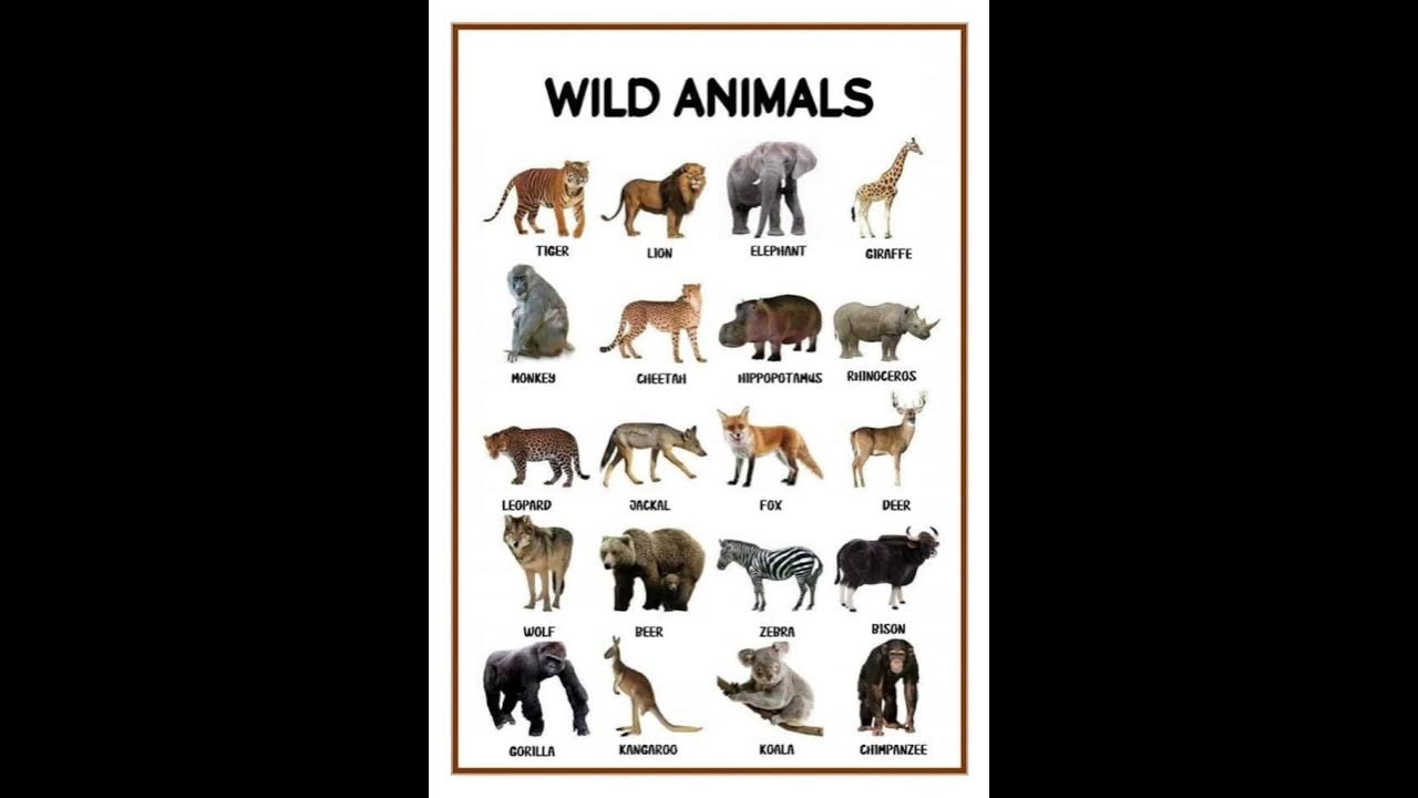 Wild Animals podcast with Carlin & David F. YouTube