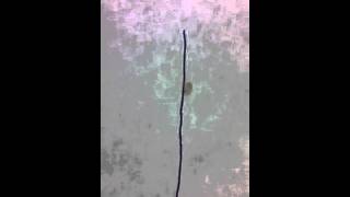 Termite Using Line Following Algorithm Net Worth