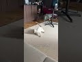 No Ai was used in this video , who needs Ai when you have cats🤣 #cat #funny #dance