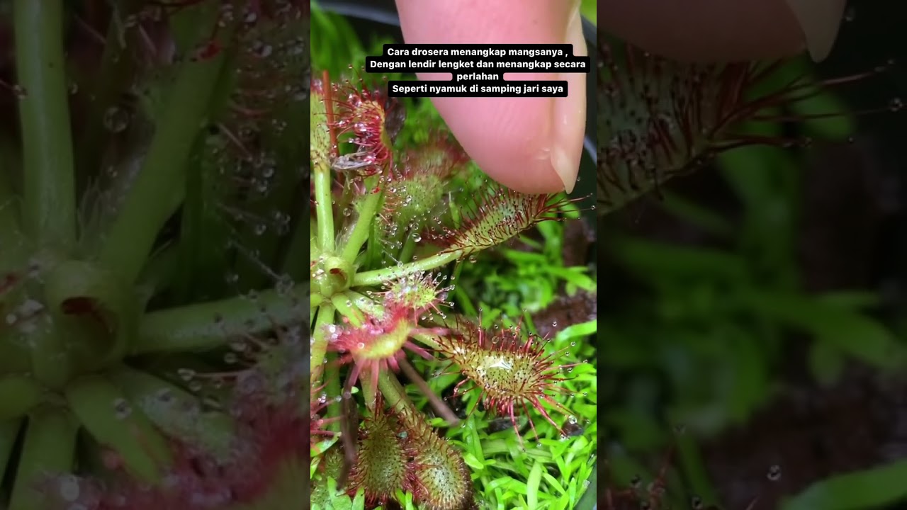 Drosera Capilaris Long Leaf