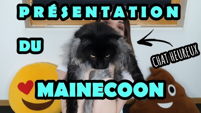 Maine Coon : tout savoir sur cette race de chat !