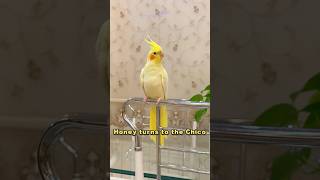 Honey Turns To The Chico  shorts coc cockatiel