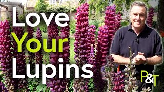 How to Love Your Lupins!  Pots & Trowels