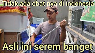 Download Lagu ULAR PALING MEMAT1KAN INI BISA ADA DI SUMATRA,OBAT NYA GAK ADA YANG PUNYA MP3 Download Lagu ULAR PALING MEMAT1KAN INI BISA ADA DI SUMATRA,OBAT NYA GAK ADA YANG PUNYA MP3