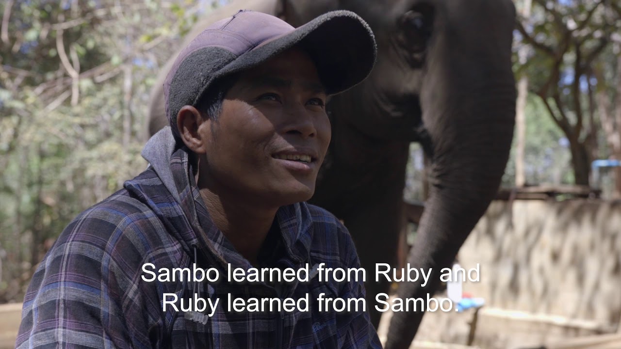 camera iphone 8 plus apk Walking With Giants