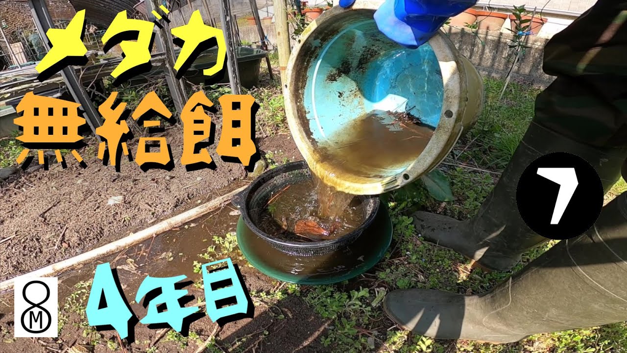 メダカを【無給餌】で育てて４年目の春。タライから取り出してみると…《part7》