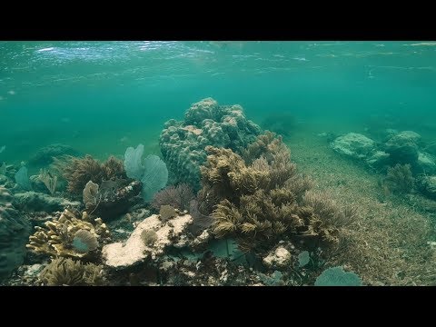 VIVE CORAL | Xcaret México! Cancún Eco Park