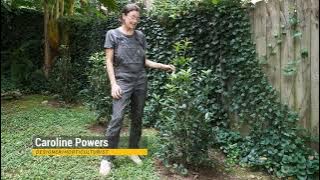 Download lagu Osmanthus fragrans ~ Fragrant Tea Olive, Sweet Olive