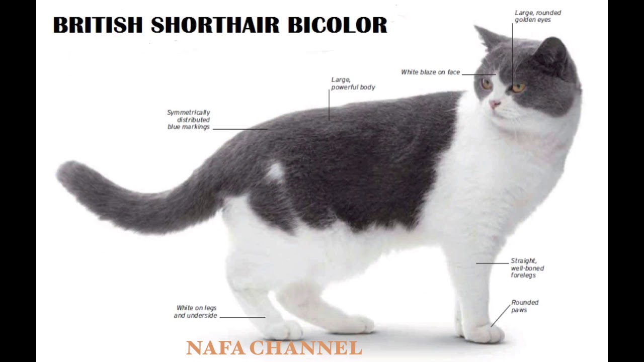Стандарты британской породы кошек. Кот британец биколор. Британский короткошерстный кот биколор. Окрас биколор у кошек. Британская кошка стандарт.