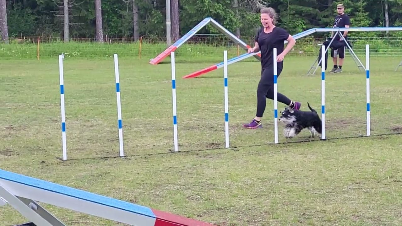 Folke tar en 1:a placering med pinne i Ag1 på Nedansiljans brukshundklubb 16/6-24