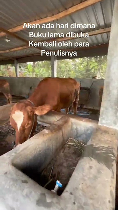 peternak sapi#fypシ #sukses #sapi #peternak #viral #katakatabijak