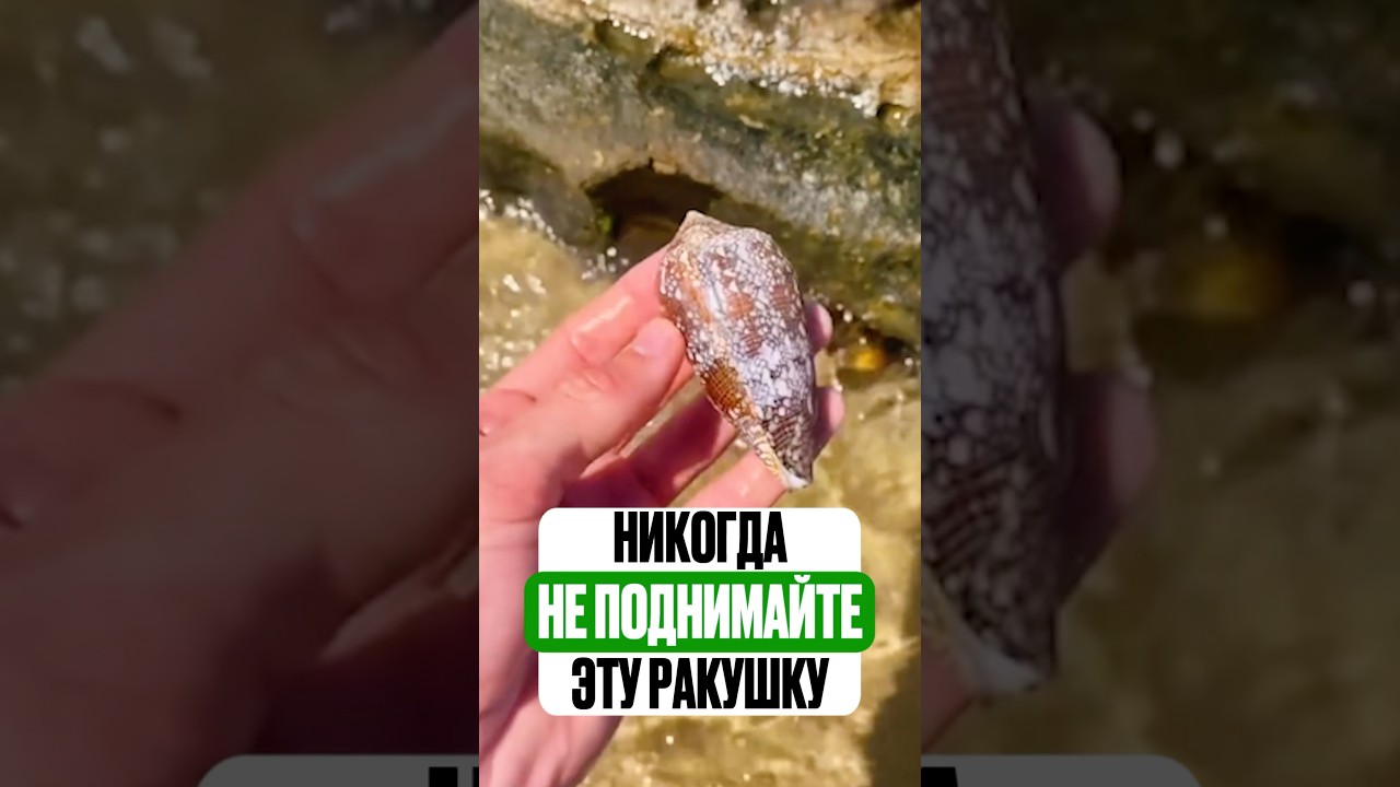 Эта ракушка на море может вас убить. Никогда не поднимайте ее