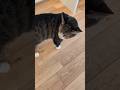 走り上る猫😺 - Cats Running - #shorts #cat