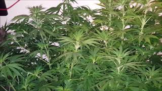 Close to harvest