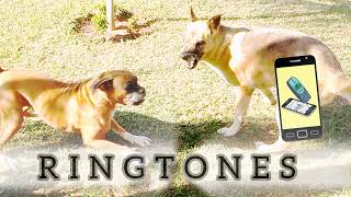 Dog Fightringtone  ringtone  Dogs Barking Sound Effect 2024