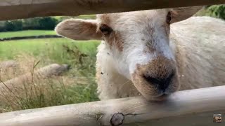 Tiny The Cute Lamb - Bottle Feed #3