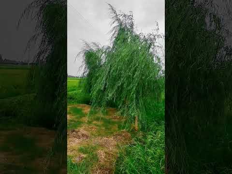 مازندران آمل دابودشت روستای زیبای موزیکتی سفلی