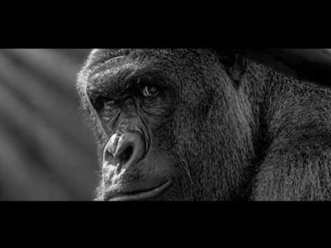 for harambe