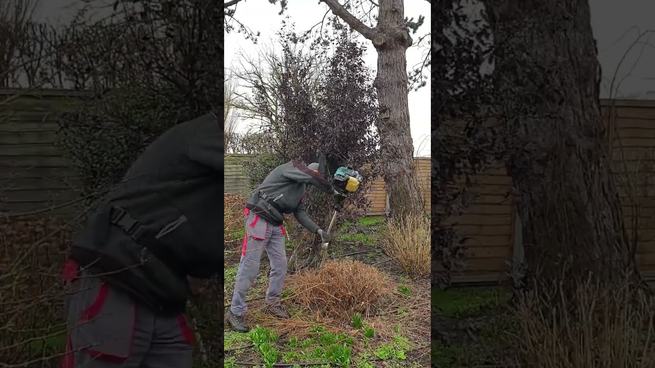 Spring Trimming Fuchsia Bush 