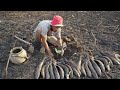Rural Fishing Dry Soil 2020 - Find & Cat Fish Underground In Dry Lotus Lake In Dry Season By Skills